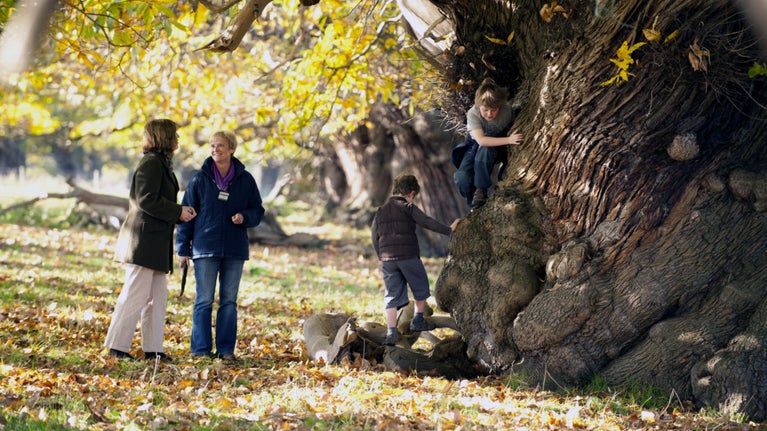 Volunteer guide and a woman and two children climbing trees in the park at Croft Castle, Herefordshire